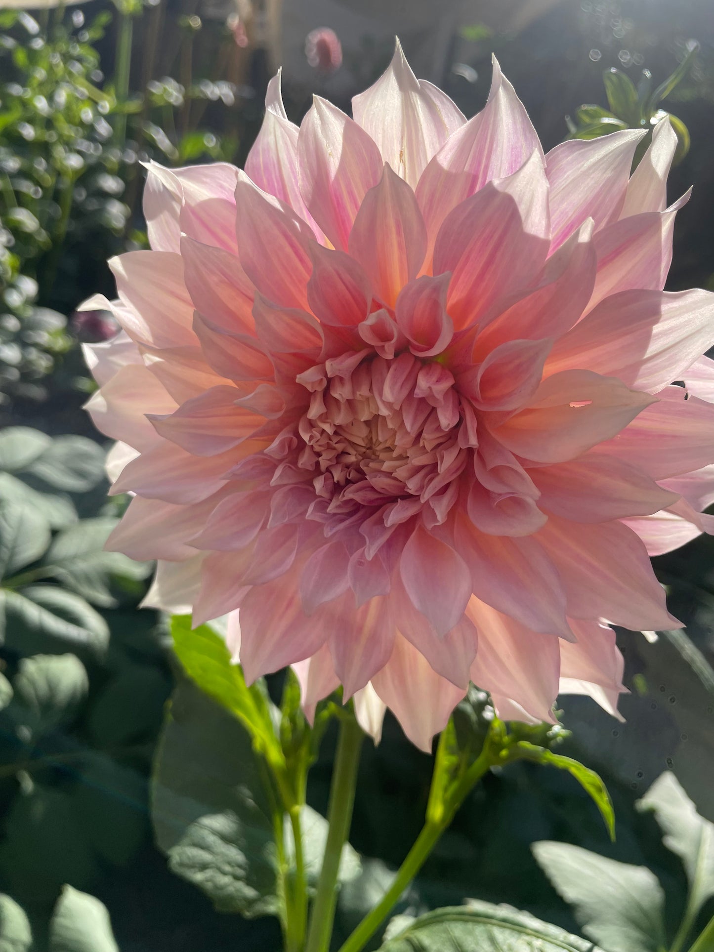 Florelie Antique