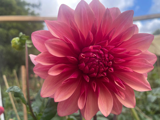 Everbloom Rose